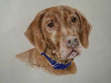 Vizsla