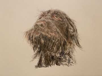 Wirehaired Pointing Griffon