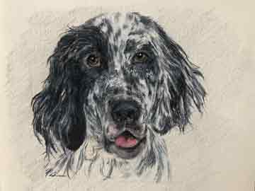 English Setter