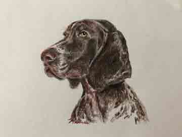 German Shorthaired Pointer