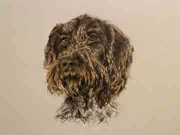 German Wirehaired Pointer