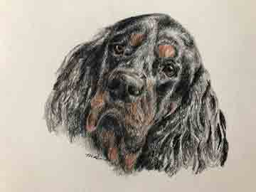 Gordon Setter