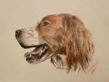 Irish Red & White Setter