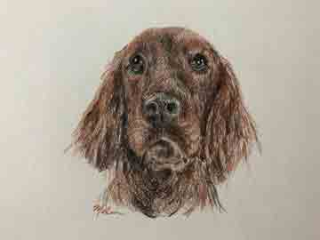 Irish Setter