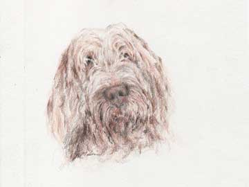 Spinone Italiano